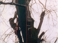 Tree climbing Harrow School