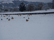Brecon201011175