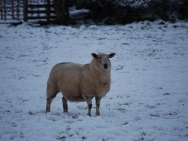 Brecon201011178