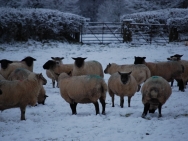 Brecon201011179