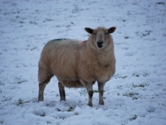 Brecon201011180