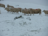 Brecon201011298