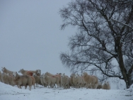 Brecon201011299