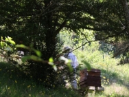 Burgundy20110416