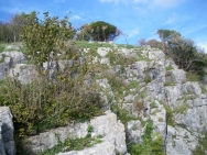 Cheddar20100921