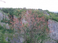 Cheddar20100923
