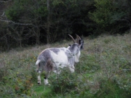 Cheddar20100925