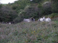 Cheddar20100927