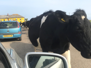 CornwallCow