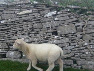 dorset20100642