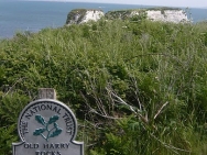 dorset20100644