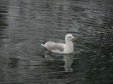 nwales201201025
