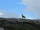 picos201206038
