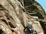 roaches201204007