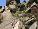 roaches201204038
