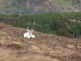 scotland201202002