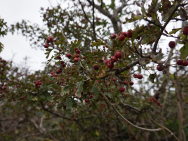 DSC00152